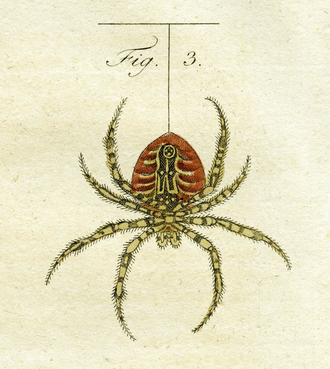 クモのイラスト、1790年（手描きの彫刻）